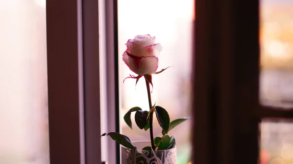 Una Bella Rosa Vaso Bianco Sul Davanzale Vicino Alla Finestra — Foto Stock