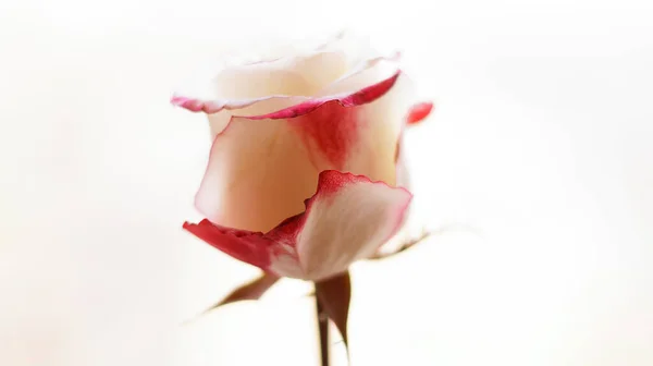 Bella Rosa Bianca Con Bordi Rosa Sfondo Chiaro Macro — Foto Stock