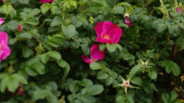 Arbustos Verdes Brillantes Con Rosas Rosadas —  Fotos de Stock