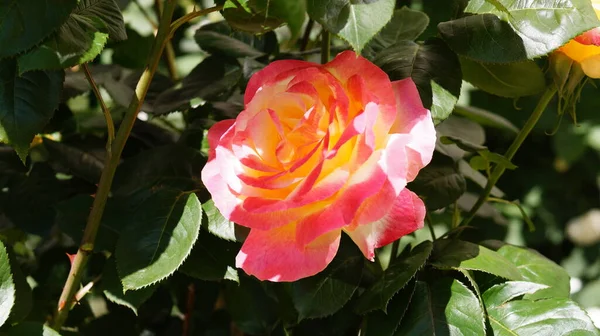 Большая Розовая Желтая Роза Тени Солнца Зеленом Цвете — стоковое фото