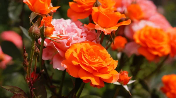 Kytice Jasně Růžových Oranžových Růží Zelené Zahradě — Stock fotografie