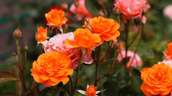 Kytice Jasně Růžových Oranžových Růží Zelené Zahradě — Stock fotografie
