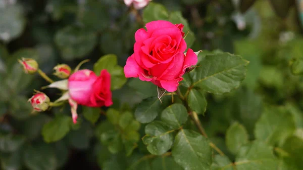 Rosa Rosa Bush Sfondo Verde — Foto Stock