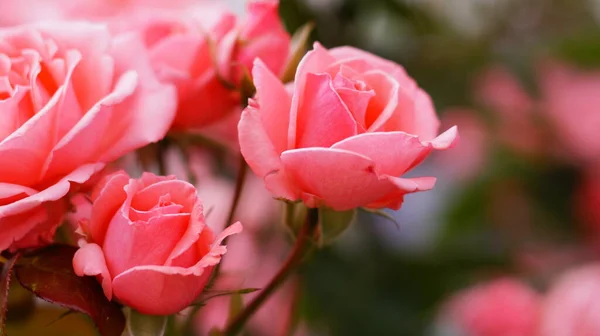 Bouquet Rose Rosa Brillante Sfondo Giallo Verde — Foto Stock