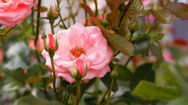 Ramo Rosas Rosadas Brillantes Sobre Fondo Verde Amarillo — Foto de Stock