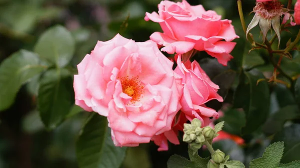 Kytice Jasně Růžové Růže Žlutém Zeleném Pozadí — Stock fotografie