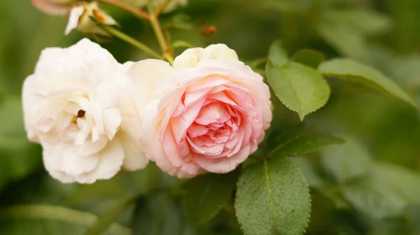 Jemná Bílá Růžová Růže Zelených Listech — Stock fotografie