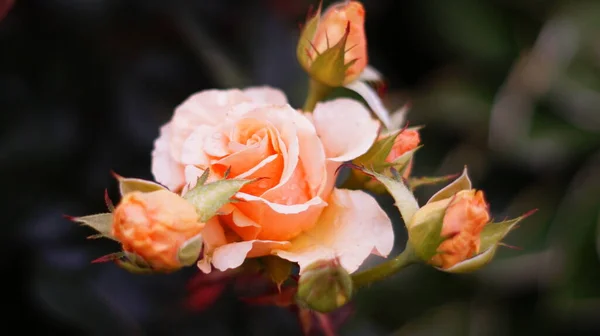 peach-colored roses with green leaves