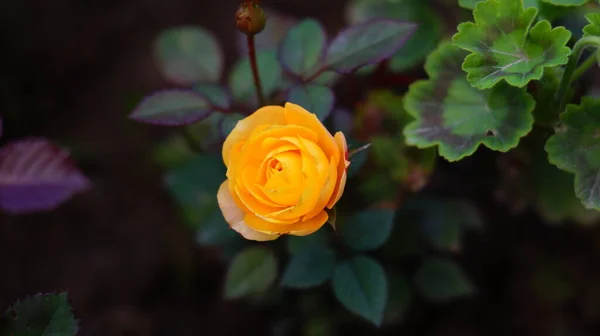 Una Rosa Gialla Brillante Con Foglie Verdi — Foto Stock