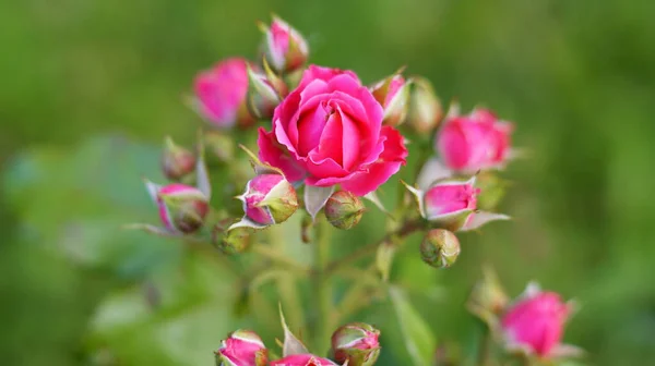 Růžová Růže Bush Zeleném Pozadí — Stock fotografie