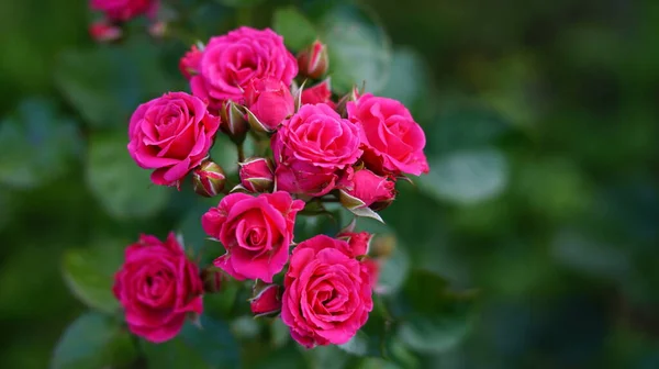 Rosa Rosa Bush Sfondo Verde — Foto Stock