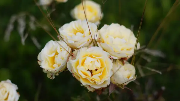 Krásný Keř Jejich Žlutých Růží Trávě — Stock fotografie
