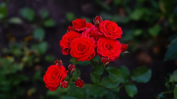 Cespugli Rose Rosse Brillanti Uno Sfondo Verde — Foto Stock