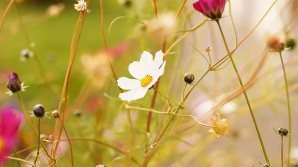 Hermosas Flores Del Cosmos Floreciendo Claro Atardecer — Foto de Stock