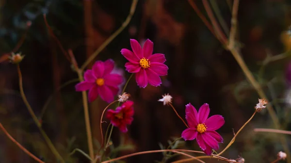 Flores Brillantes Cosmos Lecho Flores — Foto de Stock