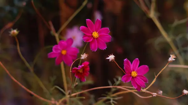 Flores Brillantes Cosmos Lecho Flores — Foto de Stock