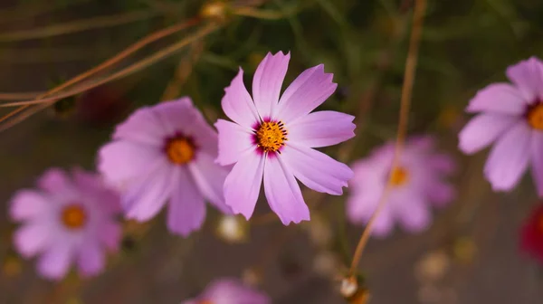 Flores Brillantes Cosmos Lecho Flores — Foto de Stock