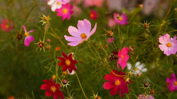 Bellissimi Fiori Del Cosmo Che Sbocciano Una Radura Tramonto — Foto Stock