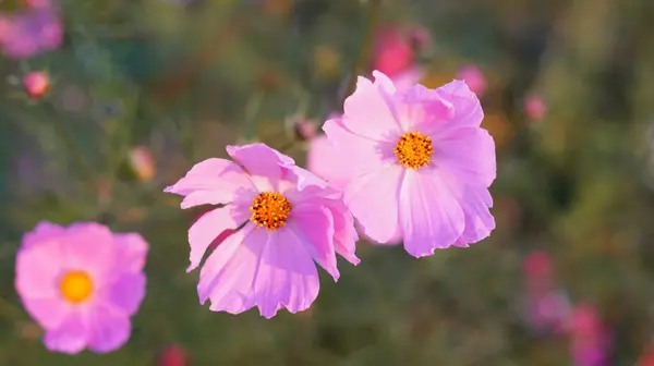 Flores Brillantes Cosmos Lecho Flores — Foto de Stock