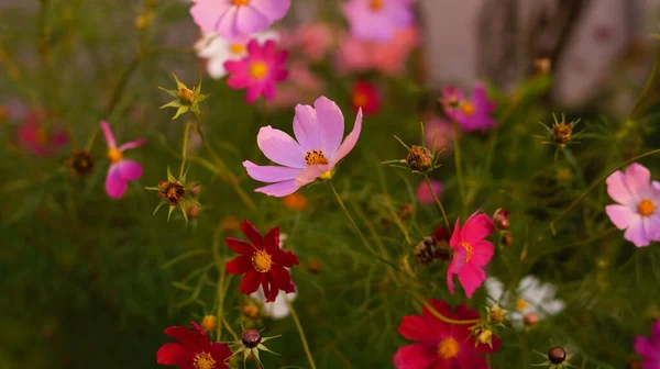 Bellissimi Fiori Del Cosmo Che Sbocciano Una Radura Tramonto — Foto Stock