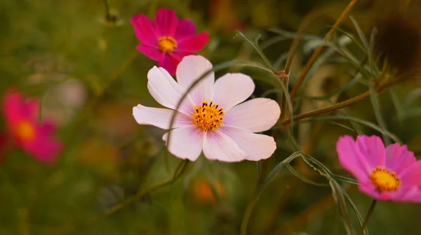 Schöne Kosmos Blumen Blühen Auf Einer Lichtung Bei Sonnenuntergang — Stockfoto