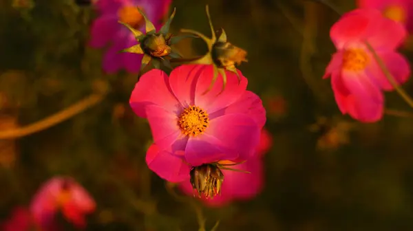 Hermosas Flores Del Cosmos Floreciendo Claro Atardecer — Foto de Stock