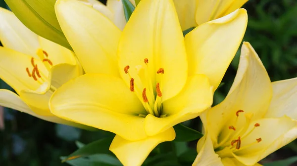 Jasně Žluté Makro Lily Zelené Zahradě — Stock fotografie