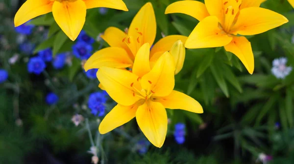 翠绿的花园里美丽的黄色百合花 — 图库照片