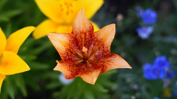 Beautiful Yellow Lilies Green Garden — Stock Photo, Image