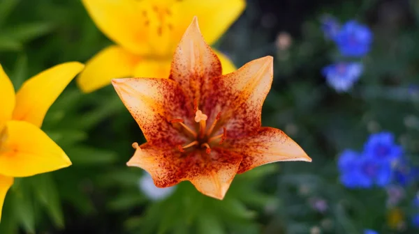 翠绿的花园里美丽的黄色百合花 — 图库照片