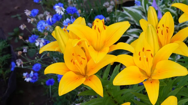 Beautiful Yellow Lilies Green Garden — Stock Photo, Image