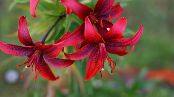 绿色公园里美丽的红色百合花 — 图库照片