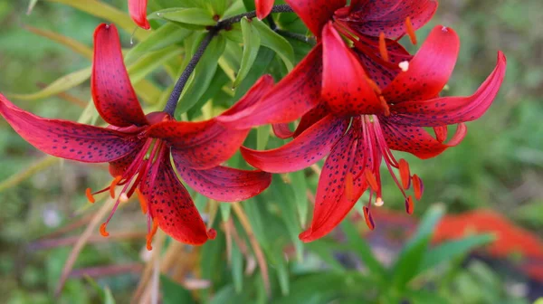 Gyönyörű Vörös Liliomok Egy Zöld Parkban — Stock Fotó