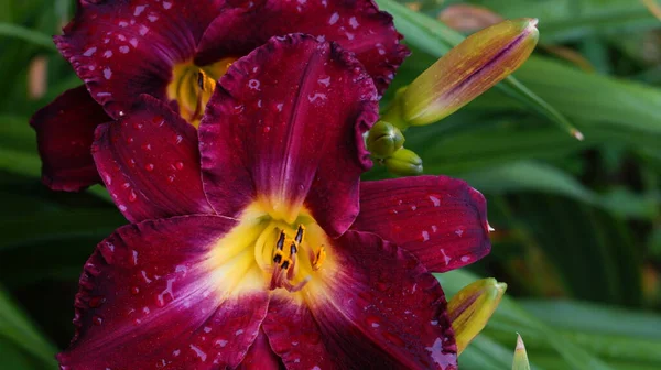 Dark Red Lilies Macro Dark Background — Stock Photo, Image