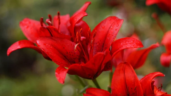 Beautiful Red Lilies Green Park — Stock Photo, Image