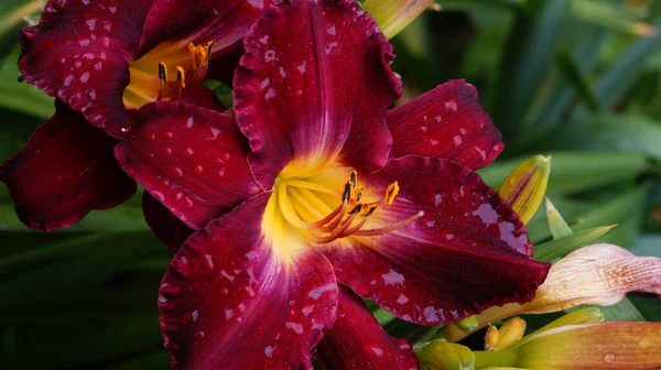 Lírios Vermelhos Escuros Macro Fundo Escuro — Fotografia de Stock