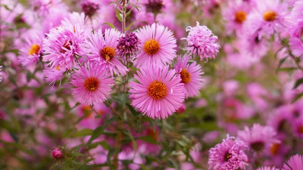 Viele Leuchtend Rosa Asterblumen Grünen Beeten — Stockfoto