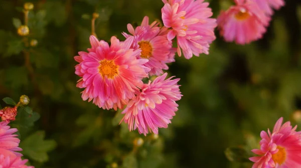 Spousta Jasně Růžové Aster Květiny Zelených Záhonech — Stock fotografie