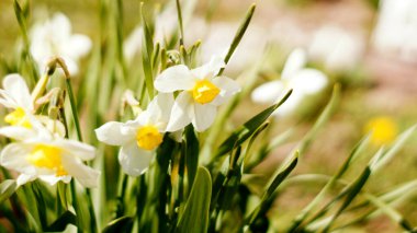 Otların arasında Narcissus çiçekleri