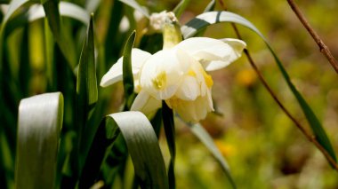 Bir nergis çiçeğinin çimlerdeki tek çiçeği