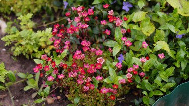 Bahçedeki çalılıklarda bir sürü küçük parlak pembe çiçek var.