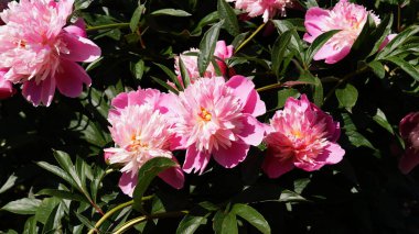 Büyük pembe şakayıklı yeşil çalı