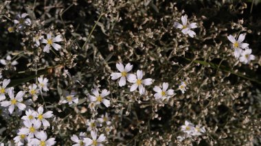 Yeşil yapraklı küçük beyaz çiçekler