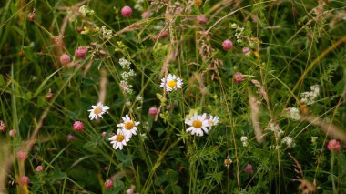Bir dizi parlak yabani çiçek.