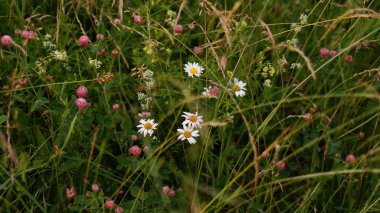 Bir dizi parlak yabani çiçek.
