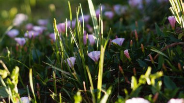 bir çok küçük mor çiçek çimlerin üzerinde