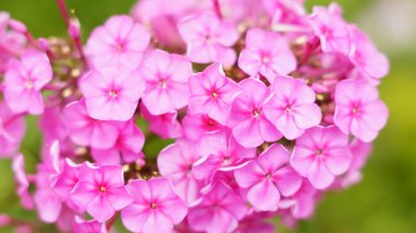 Yeşil arka planda makrodaki küçük pembe çiçekler