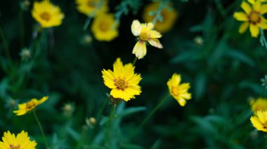 Yeşil çimlerde küçük sarı çiçekler