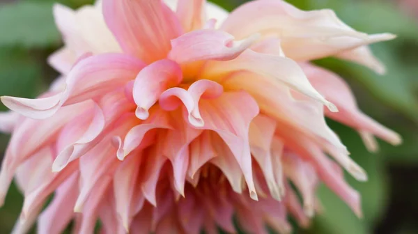 Beautiful Powder Colored Dahlia Flower Macro — Stock Photo, Image
