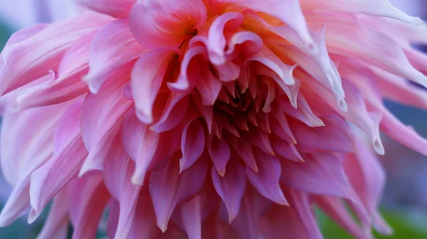 Krásný Prášek Barevné Dahlia Květ Makro — Stock fotografie
